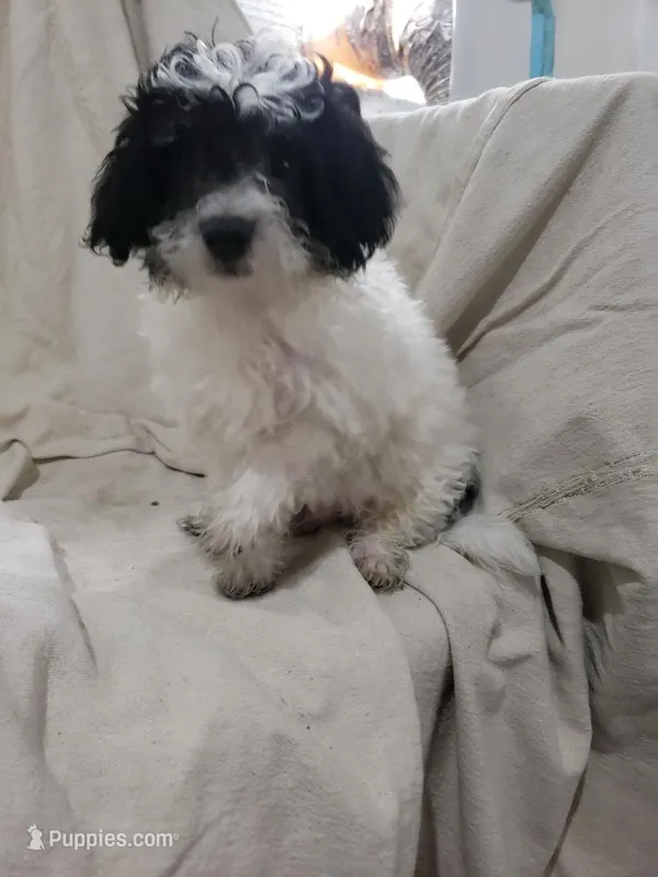 Charlie – Maltipoo puppy for sale in Pahrump, NV