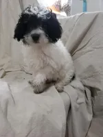 Charlie, a male Maltipoo for sale in Pahrump, NV – 1 of 3