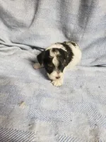 Gabriel, a male Maltipoo for sale in Pahrump, NV – 5 of 9