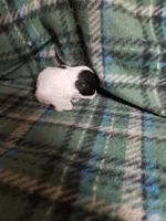 processed/05bf5c96-dcde-4bed-8180-ea80867f7f4b/listing/9982df33-9a93-474e-90a0-c90f3143da3c/328e24f6-2b41-4d55-bedc-f5a71f2612b9