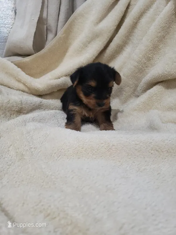Logan – Yorkshire Terrier puppy for sale in Pahrump, NV