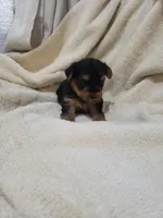 Logan, a male Yorkshire Terrier for sale in Pahrump, NV – 1 of 3