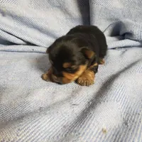 Murphy, a male Yorkshire Terrier for sale in Pahrump, NV – Photo 6 of 7