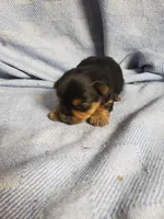 Murphy, a male Yorkshire Terrier for sale in Pahrump, NV – Photo 2 of 3