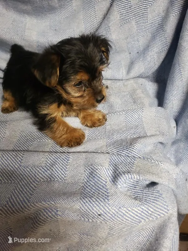 Murphy – Yorkshire Terrier puppy for sale in Pahrump, NV