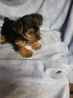 Murphy, a male Yorkshire Terrier for sale in Pahrump, NV – Photo 1 of 7