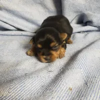 Murphy, a male Yorkshire Terrier for sale in Pahrump, NV – Photo 5 of 7