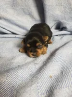 Murphy, a male Yorkshire Terrier for sale in Pahrump, NV – Photo 1 of 3