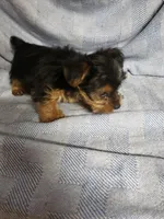 Murphy, a male Yorkshire Terrier for sale in Pahrump, NV – Photo 2 of 7