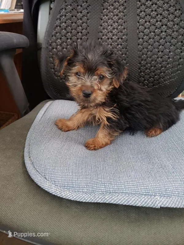 Murphy – Yorkshire Terrier puppy for sale in Pahrump, NV