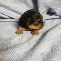 Murphy, a male Yorkshire Terrier for sale in Pahrump, NV – Photo 7 of 7