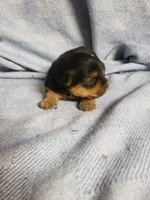 Murphy, a male Yorkshire Terrier for sale in Pahrump, NV – Photo 3 of 3