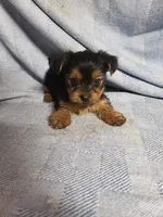 Murphy, a male Yorkshire Terrier for sale in Pahrump, NV – Photo 4 of 7