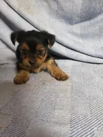 Murphy, a male Yorkshire Terrier for sale in Pahrump, NV – Photo 3 of 7