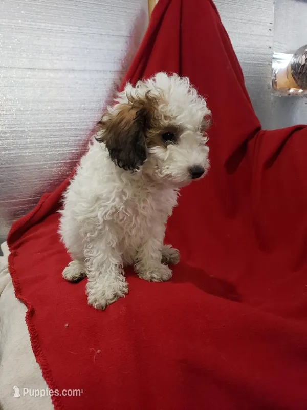 Carli – Maltipoo puppy for sale in Pahrump, NV