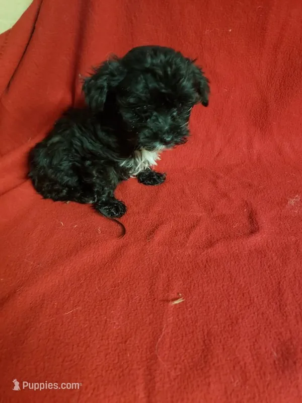 Madison – Maltipoo puppy for sale in Pahrump, NV