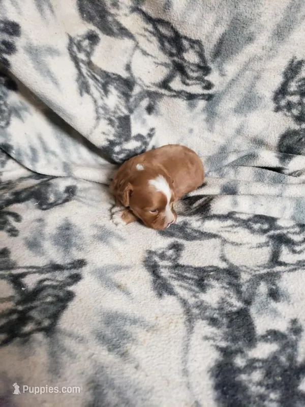 Paula – Cavapoo puppy for sale in Pahrump, NV