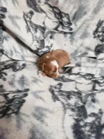 Paula, a female Cavapoo for sale in Pahrump, NV – 1 of 3