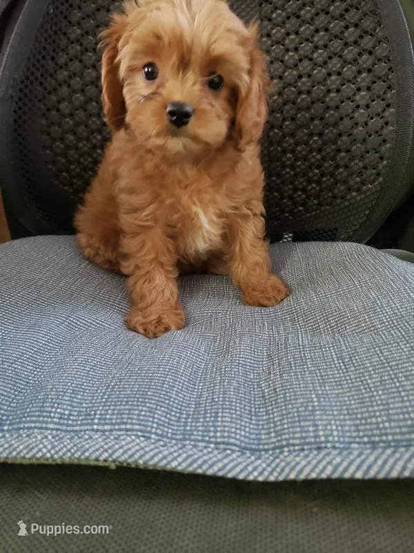 Brook – Cavapoo puppy for sale in Pahrump, NV