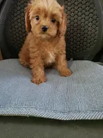Brook, a female Cavapoo for sale in Pahrump, NV – 1 of 3