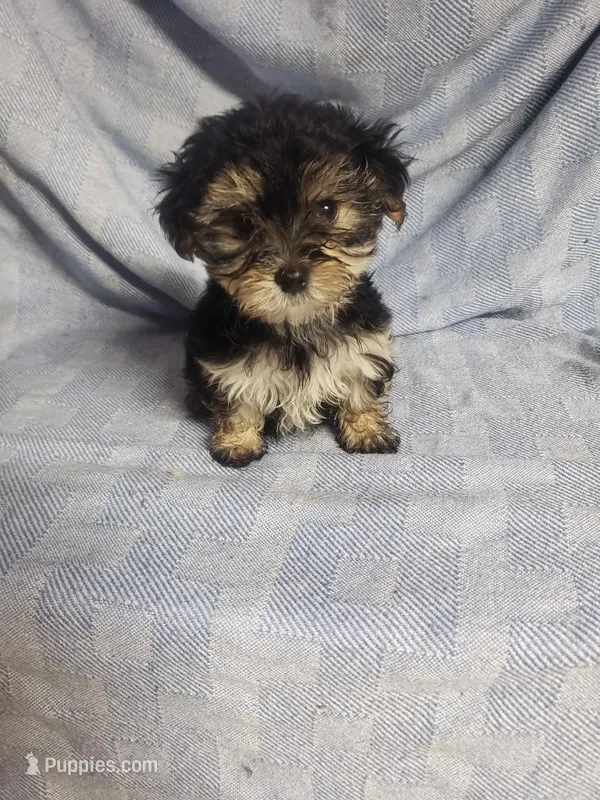 Bubbles – Morkie puppy for sale in Pahrump, NV