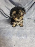 Bubbles, a female Morkie for sale in Pahrump, NV – Photo 2 of 2