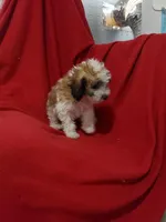 Claire, a female Maltipoo for sale in Pahrump, NV – 3 of 4