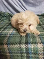 Jessie, a male Maltipoo for sale in Pahrump, NV – Photo 2 of 3