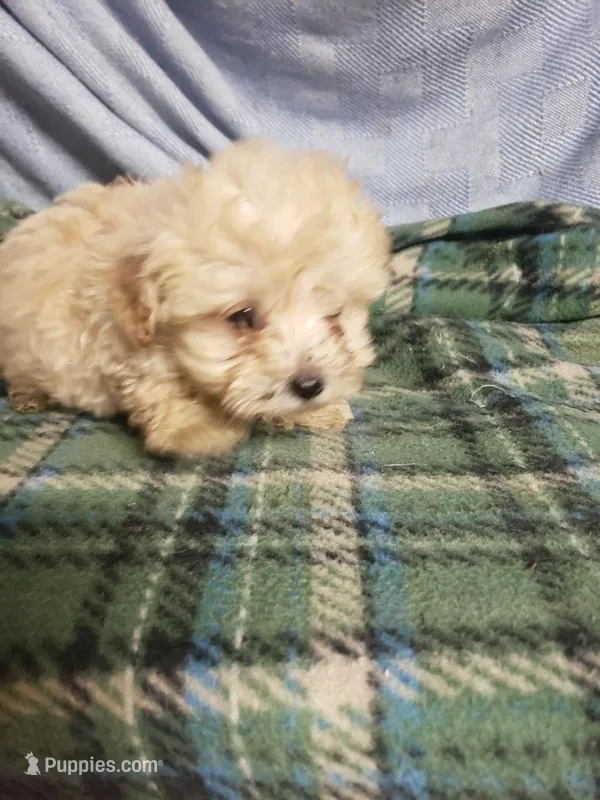 Jessie, a male Maltipoo for sale in Pahrump, NV – Photo 1 of 3