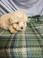 Jessie, a male Maltipoo for sale in Pahrump, NV – Photo 1 of 3