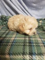 Jessie, a male Maltipoo for sale in Pahrump, NV – Photo 3 of 3