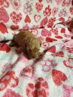 Bessie, a female Bichpoo for sale in Pahrump, NV – 3 of 6