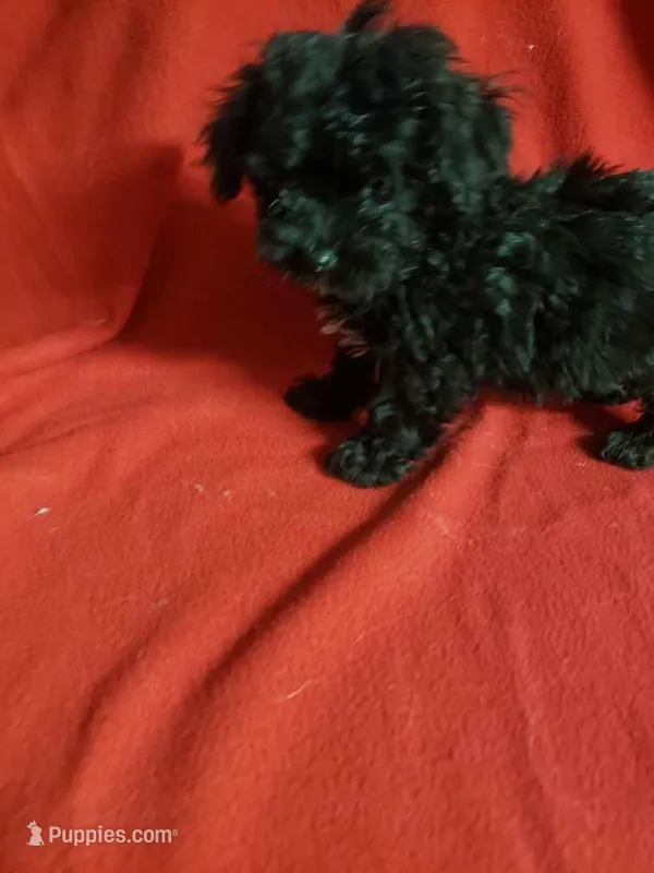 Mozart – Maltipoo puppy for sale in Pahrump, NV