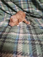Caesar, a male Poodle - Miniature  for sale in Pahrump, NV – 2 of 3