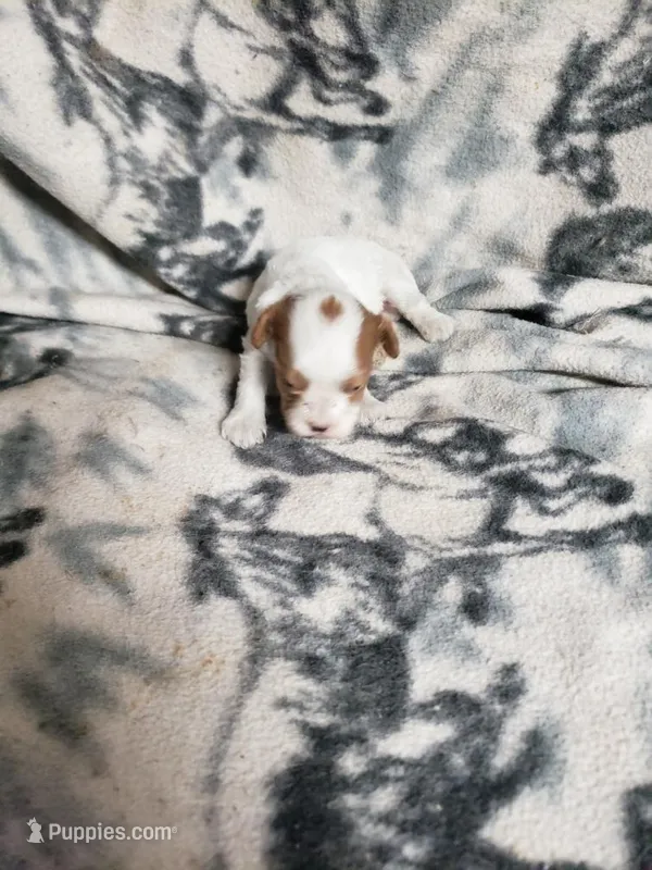 Piper – Cavapoo puppy for sale in Pahrump, NV