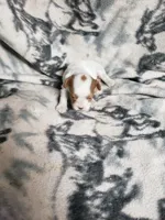 Piper, a female Cavapoo for sale in Pahrump, NV – 1 of 3