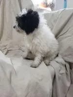 Charlie, a male Maltipoo for sale in Pahrump, NV – 2 of 3