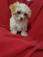 Edsol, a male Maltipoo for sale in Pahrump, NV – 3 of 3
