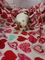 Andy, a male Cavapoo for sale in Pahrump, NV – Photo 3 of 3