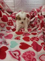 Andy, a male Cavapoo for sale in Pahrump, NV – Photo 2 of 3