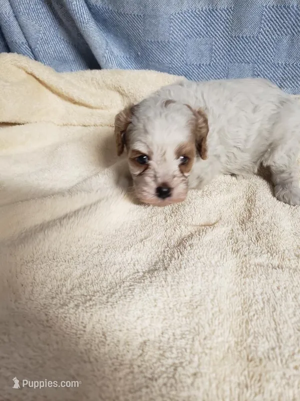 Paige – Cavapoo puppy for sale in Pahrump, NV