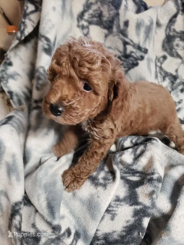 Caesar – Poodle - Miniature  puppy for sale in Pahrump, NV