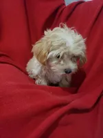 Einstein, a male Maltipoo for sale in Pahrump, NV – 2 of 3
