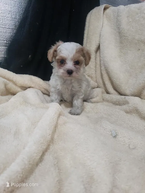 Gabby – Maltipoo puppy on hold in Pahrump, NV