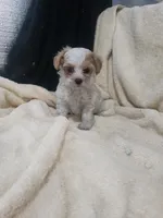 Gabby, a female Maltipoo for sale in Pahrump, NV – 1 of 9