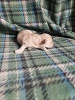 Banjo, a male Bichon Frise and Poodle - Toy  for sale in Pahrump, NV – 2 of 3