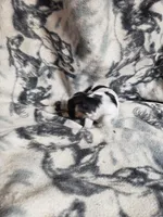 Roxie, a female Morkie for sale in Pahrump, NV – 3 of 3