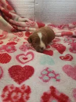 Stitch, a male Cavapoo for sale in Pahrump, NV – Photo 3 of 4