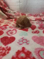 Stitch, a male Cavapoo for sale in Pahrump, NV – Photo 2 of 4