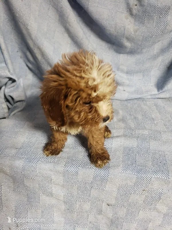 Stitch – Cavapoo puppy for sale in Pahrump, NV